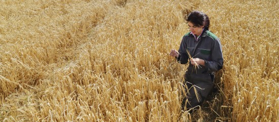 La transmission des exploitations agricoles est encouragée
