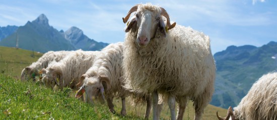 Gare à la durée d’une convention pluriannuelle de pâturage !