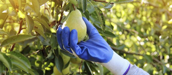 Production de poires : montant de l’aide couplée végétale 2024