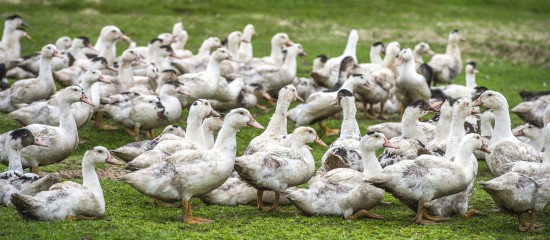 Aviculture : le risque de grippe aviaire redevient modéré
