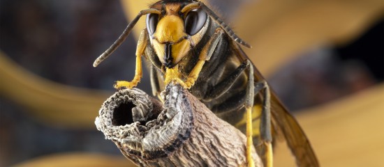 Apiculture : adoption d’un plan national de lutte contre le frelon asiatique
