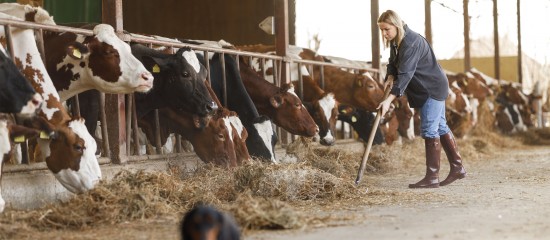Élevage bovin : provision pour hausse de la valeur du stock de vaches