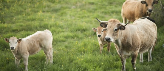 Elevage bovin : aide aux veaux sous la mère et aux veaux bio 2024