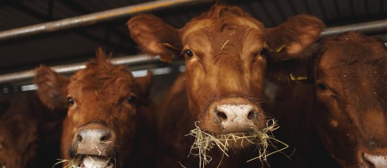 Élevage bovin : revalorisation des montants de l’aide 2025