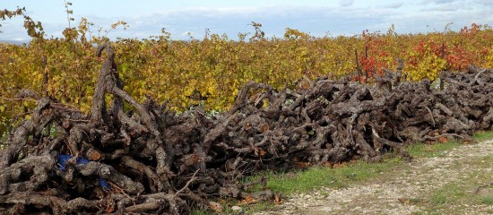 Viticulture : aide à l’arrachage de vignes