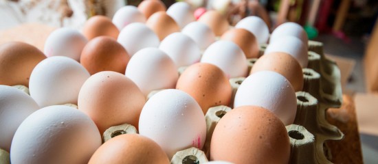Aviculture : dépistage des salmonelles dans les élevages de poules pondeuses