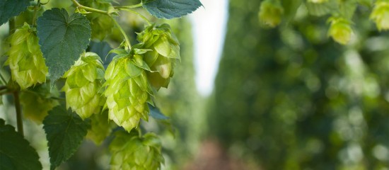 Cultures végétales : montant de certaines aides couplées 2025