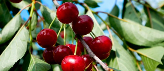 Cultures végétales : montant de l’ensemble des aides couplées 2025