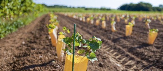 Viticulture : aide à la restructuration et à la reconversion du vignoble