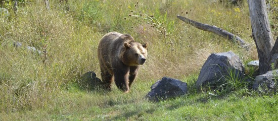 Élevage : du nouveau pour l’effarouchement des ours